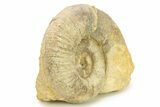 Jurassic Ammonite (Lytoceras) Fossil - France #289073-1